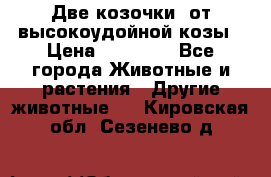 Две козочки  от высокоудойной козы › Цена ­ 20 000 - Все города Животные и растения » Другие животные   . Кировская обл.,Сезенево д.